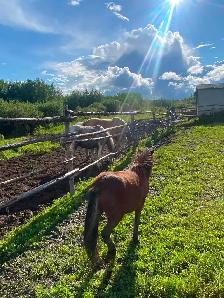 Yearling pony - Photo 3