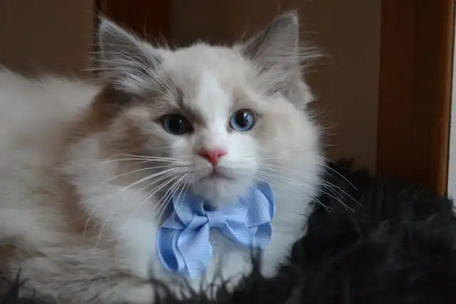 Chaton Ragdoll ( stérilisé ) aussi chatons Domestiques