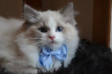 Chaton Ragdoll ( stérilisé ) aussi chatons Domestiques