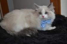Chaton Ragdoll ( stérilisé ) aussi chatons Domestiques - Photo 2