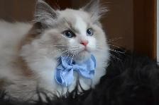 Chaton Ragdoll ( stérilisé ) aussi chatons Domestiques - Photo 3