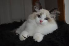 Chaton Ragdoll ( stérilisé ) aussi chatons Domestiques - Photo 4