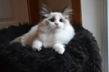 Chaton Ragdoll ( stérilisé ) aussi chatons Domestiques - Photo 5