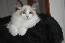 Chaton Ragdoll ( stérilisé ) aussi chatons Domestiques - Photo 6