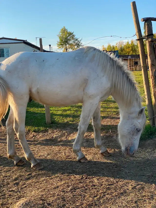 2 year old gelding