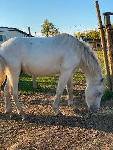 2 year old gelding