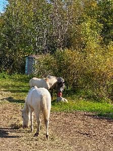 2 year old gelding - Photo 3