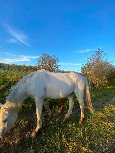2 year old gelding - Photo 4