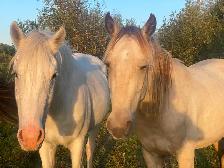 2 year old gelding - Photo 5