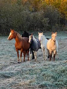 2 year old gelding - Photo 6