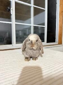 Sweet Female Holland Lop bunny - Photo 3