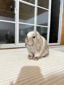 Sweet Female Holland Lop bunny - Photo 4