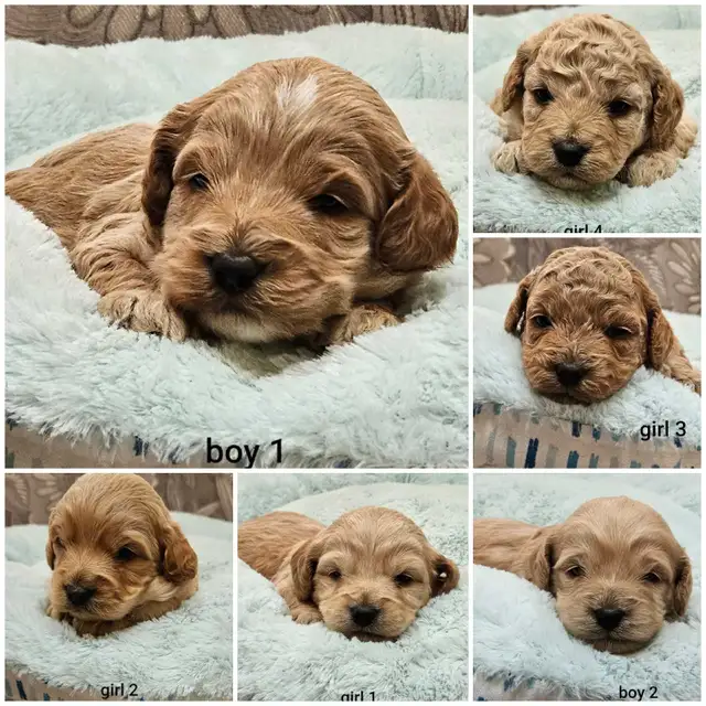 Adorable Cockapoo Puppies