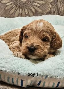 Adorable Cockapoo Puppies - Photo 2