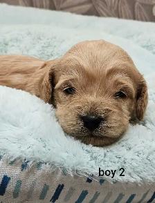 Adorable Cockapoo Puppies - Photo 3