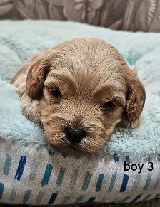 Adorable Cockapoo Puppies - Photo 4