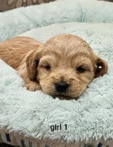 Adorable Cockapoo Puppies - Photo 5
