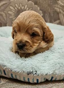 Adorable Cockapoo Puppies - Photo 6