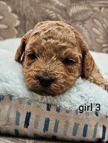 Adorable Cockapoo Puppies - Photo 7
