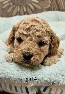 Adorable Cockapoo Puppies - Photo 8