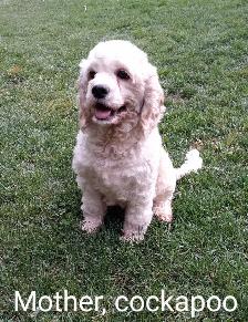 Adorable Cockapoo Puppies - Photo 9