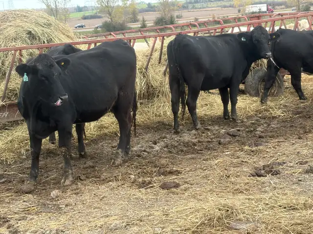 bred angus cross heifers