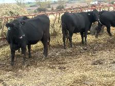 bred angus cross heifers