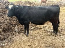 bred angus cross heifers - Photo 2