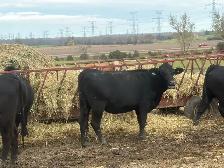 bred angus cross heifers - Photo 3