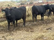 bred angus cross heifers - Photo 4