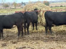 bred angus cross heifers - Photo 5