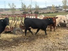 bred angus cross heifers - Photo 6