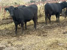 bred angus cross heifers - Photo 7