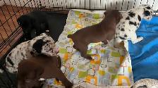 Hangin Tree Puppies - Photo 4