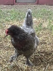 CHICKENS FREE