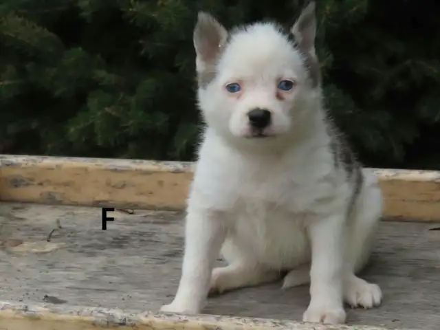 2 pomski puppies.
