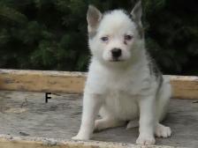 2 pomski puppies.