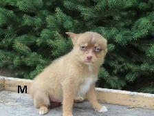 2 pomski puppies. - Photo 2