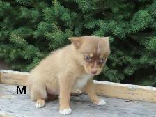2 pomski puppies. - Photo 3