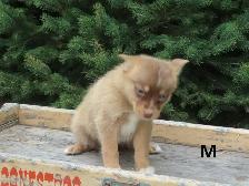 2 pomski puppies. - Photo 4