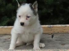 2 pomski puppies. - Photo 5