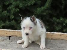2 pomski puppies. - Photo 6