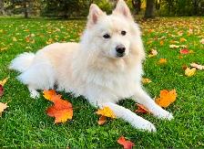 2 pomski puppies. - Photo 7