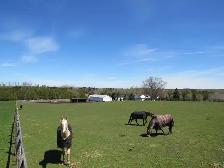 Outdoor Horse Boarding Available for a senior quite Mare - Photo 2