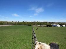 Outdoor Horse Boarding Available for a senior quite Mare - Photo 9