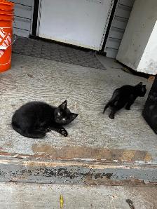 cats/kittens - Photo 3