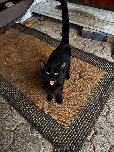 cats/kittens - Photo 5