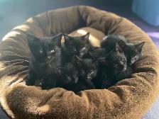cats/kittens - Photo 7