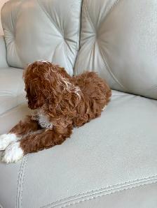 Miniature Cockapoo Puppies - Photo 2
