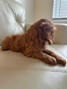 Miniature Cockapoo Puppies - Photo 6